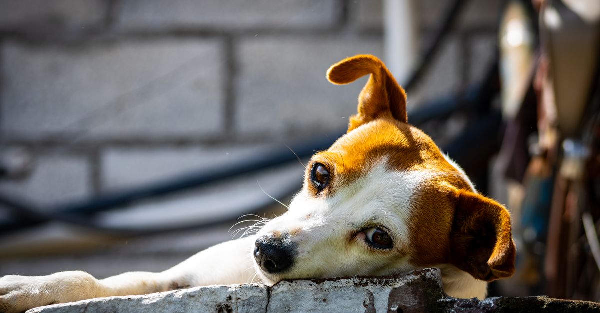 mascotas, cómo vivir con perritos en casa: A cute chihuahua relaxing on a brick wall in a sunny outdoor setting, displaying a calm demeanor.