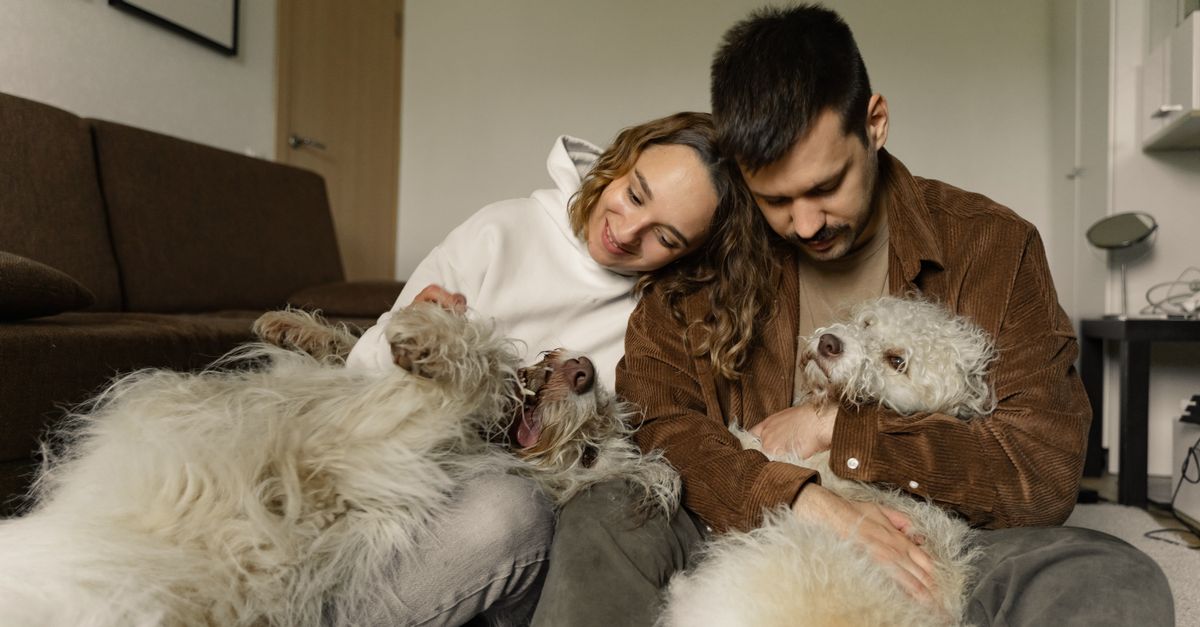 mascotas, cómo vivir con perritos en casa: A joyful couple hugging their two fluffy dogs while sitting indoors, showcasing love and companionship.