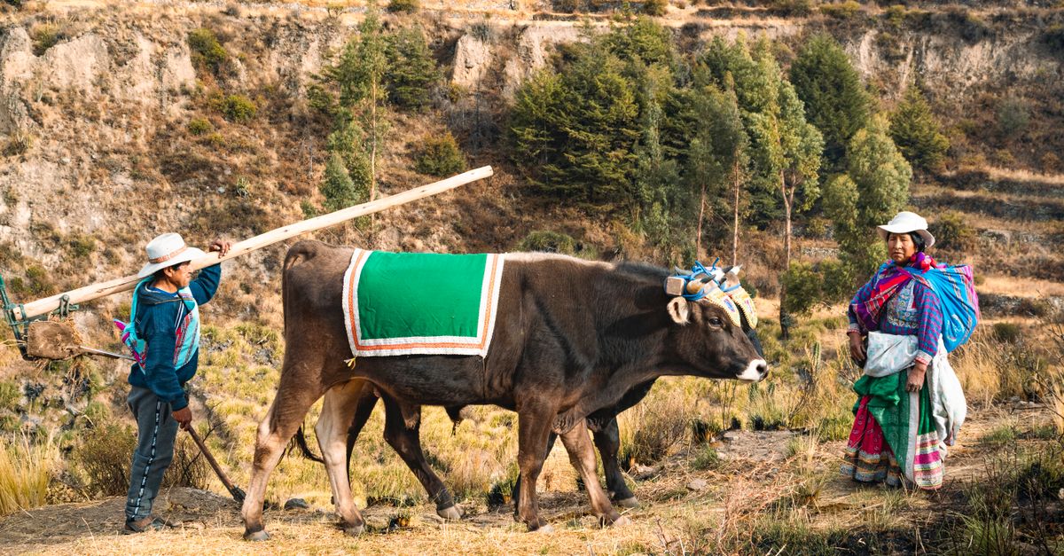 Viajes sostenibles sin gastar de más: experiencias locales, granjas y transporte más consciente en 2026 viajes inteligentes destination specific travel: Farmers in traditional Peruvian attire plowing fields in Arequipa's rural landscape.
